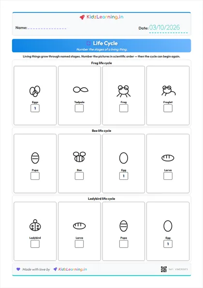 Life Cycle worksheet preview